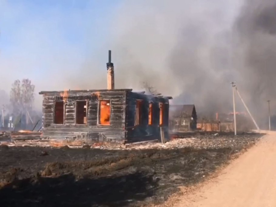 Путник белый гриб Боровой