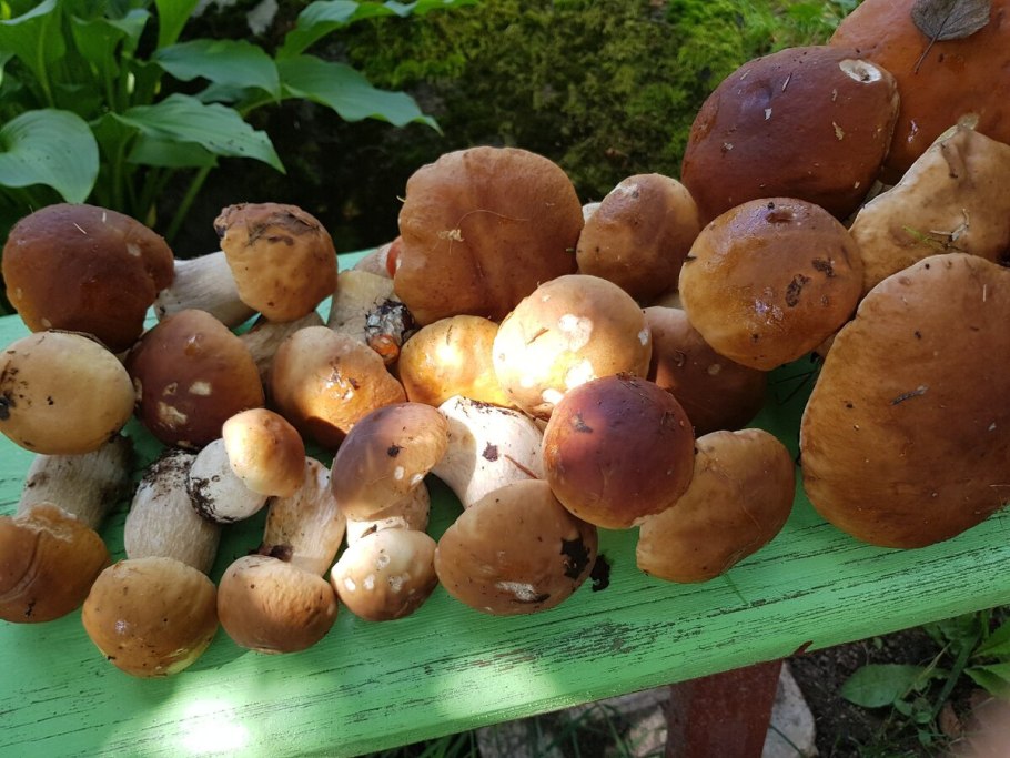 Грибы на даче