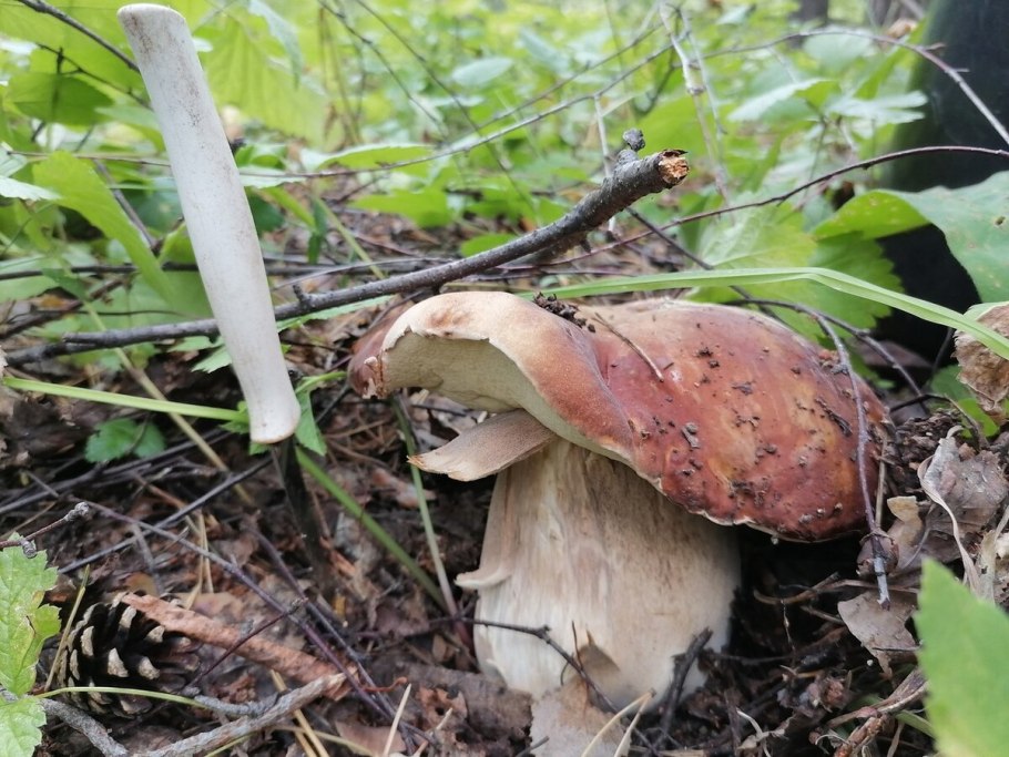 Деревня боровики Кировская область