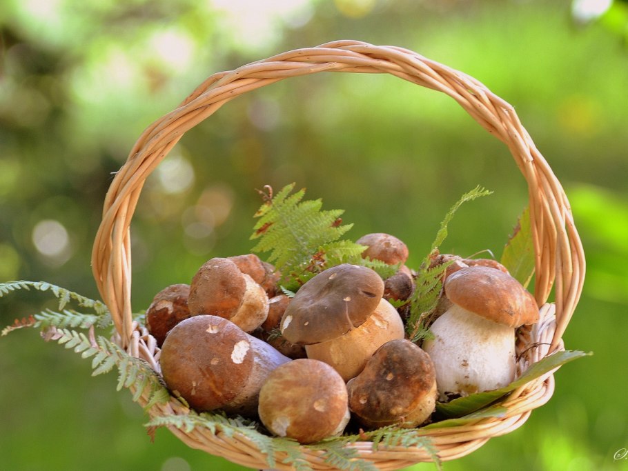 Деревня боровики Смоленск