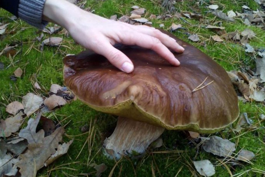 Гигантский Боровик