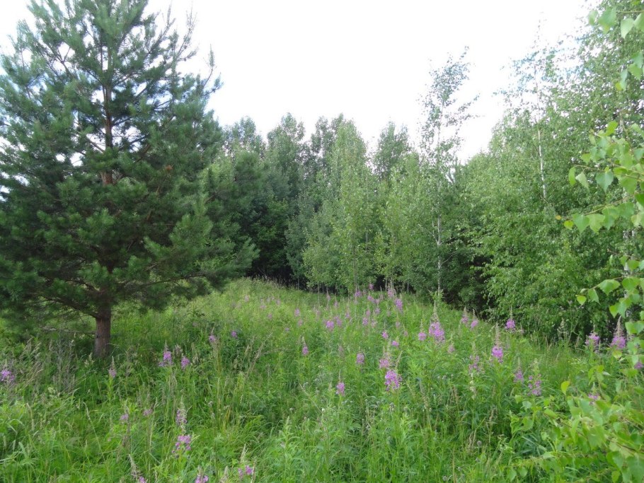 Деревня рвачи Кировская область