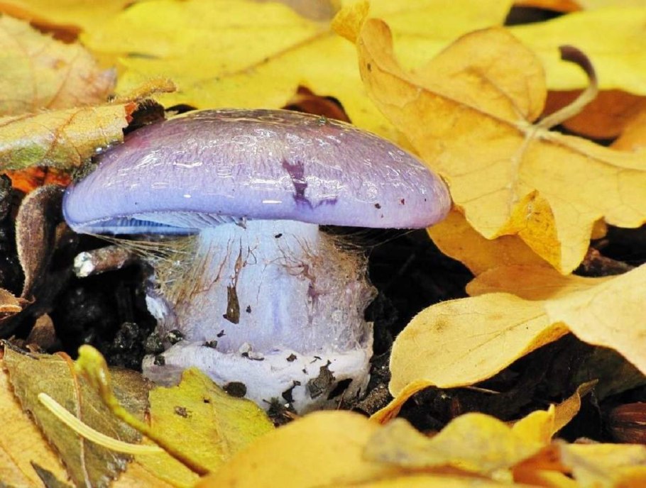 Гриб паутинник голубой