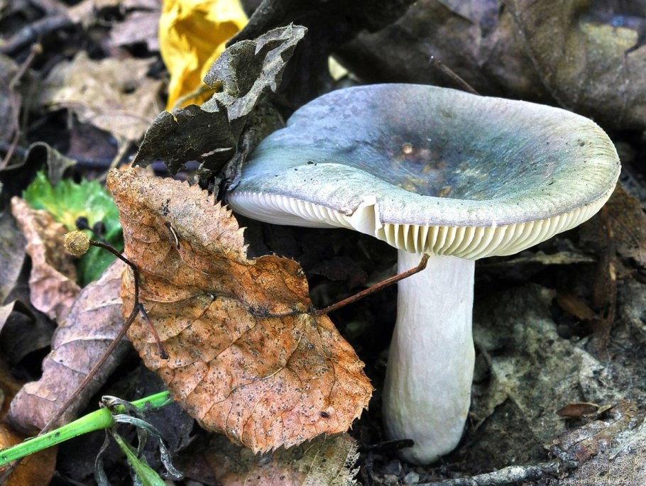 Сыроежка гриб