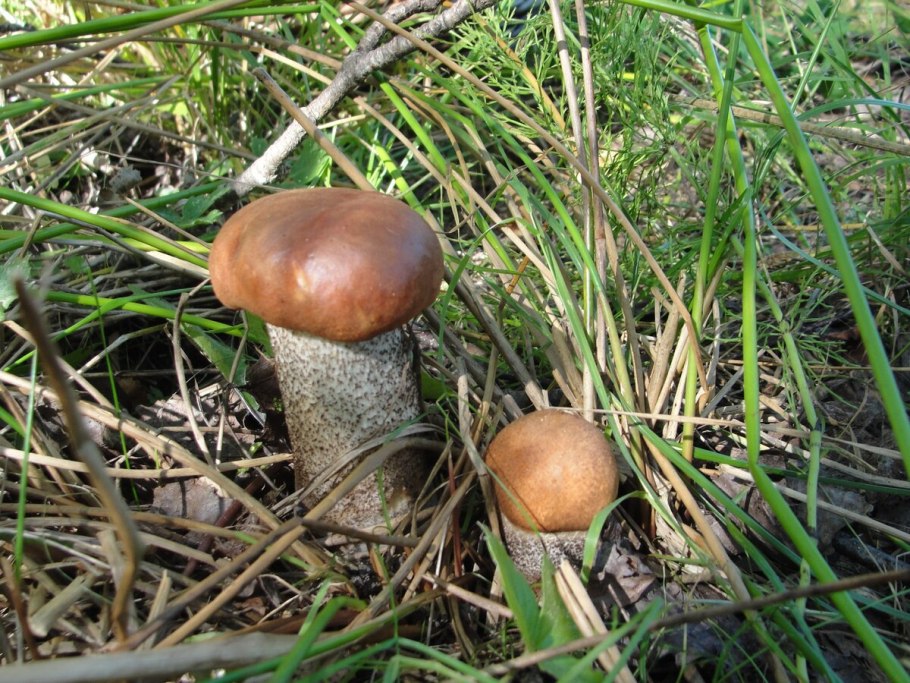 Грибы в Смоленской области