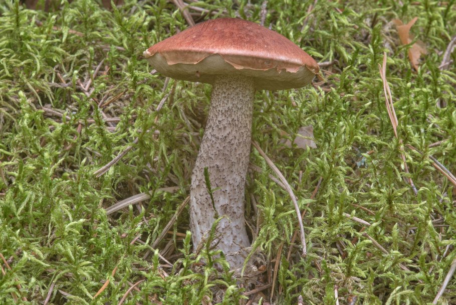 Боровик и подосиновик