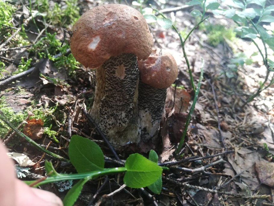 Подосиновик красный фото