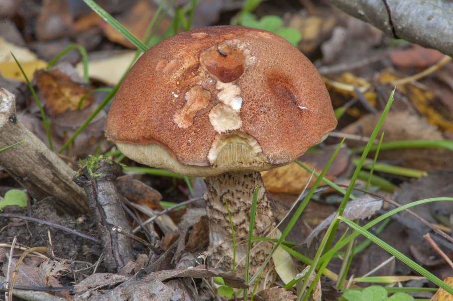 Подосиновик красноголовик