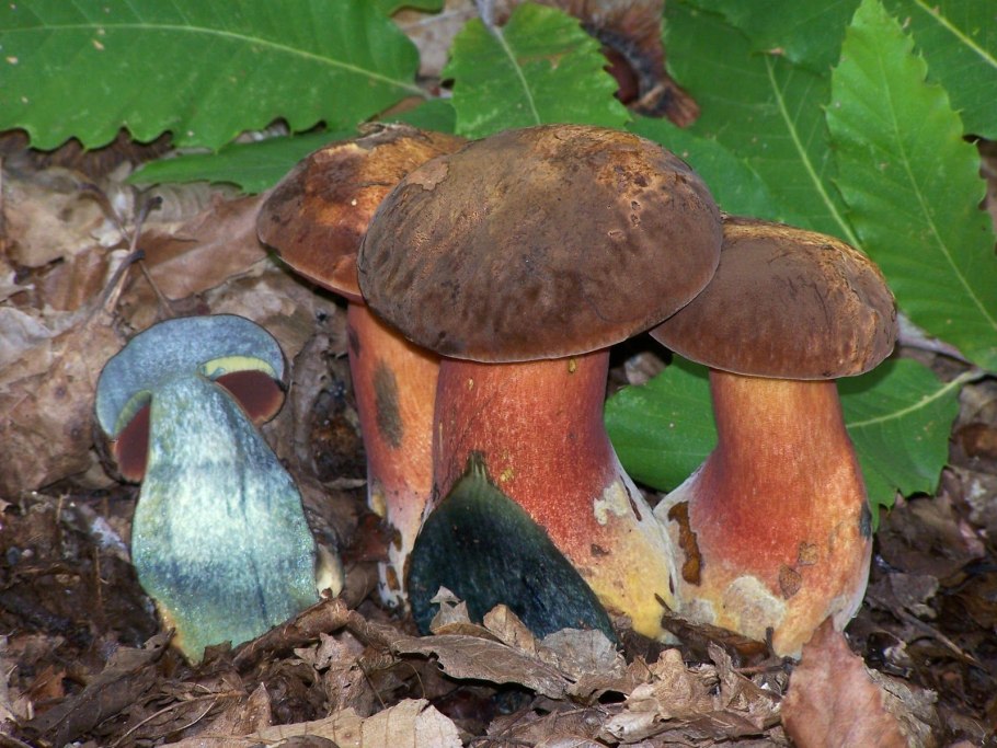 Поддубовик гриб ложный