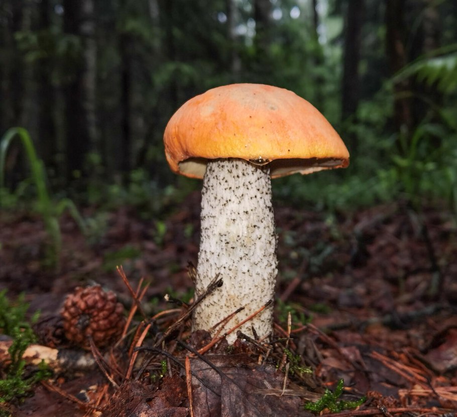 Подосиновик кроваво-красный