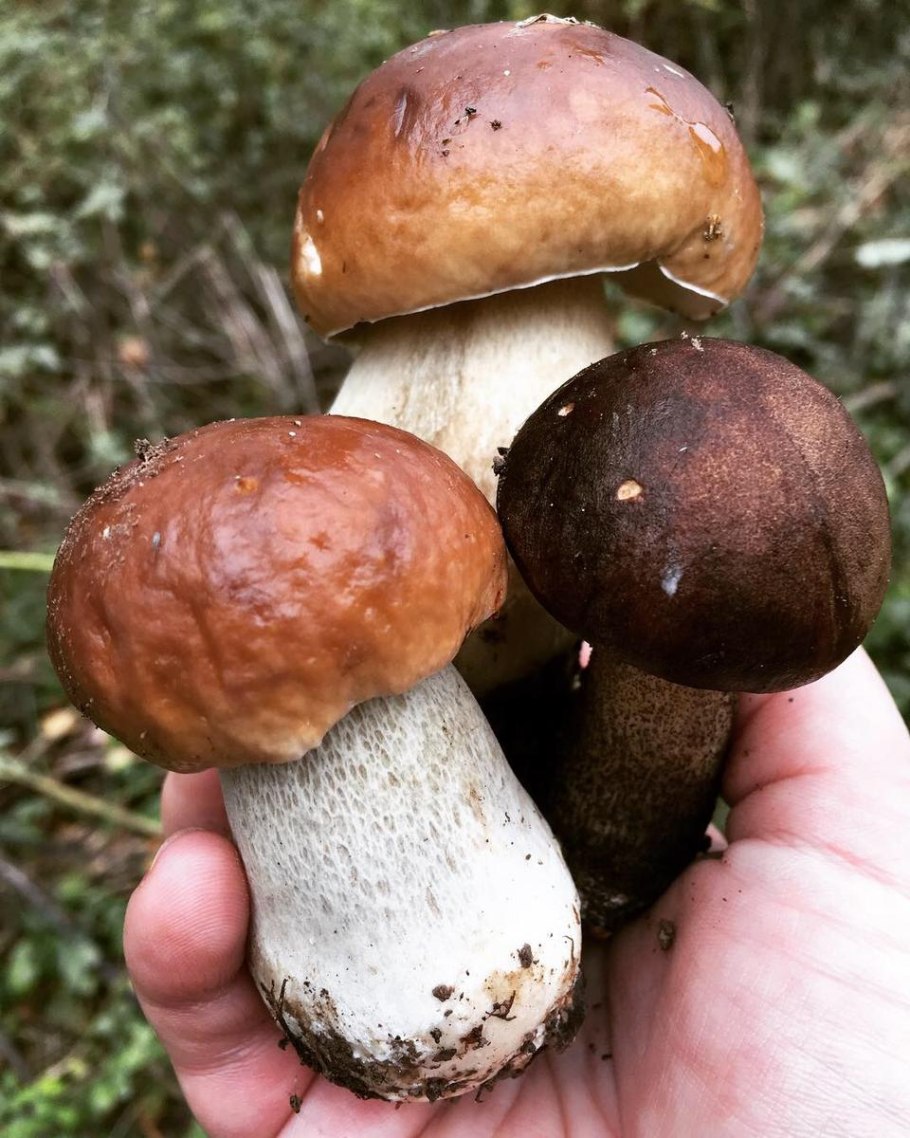 Подосиновик коричневый