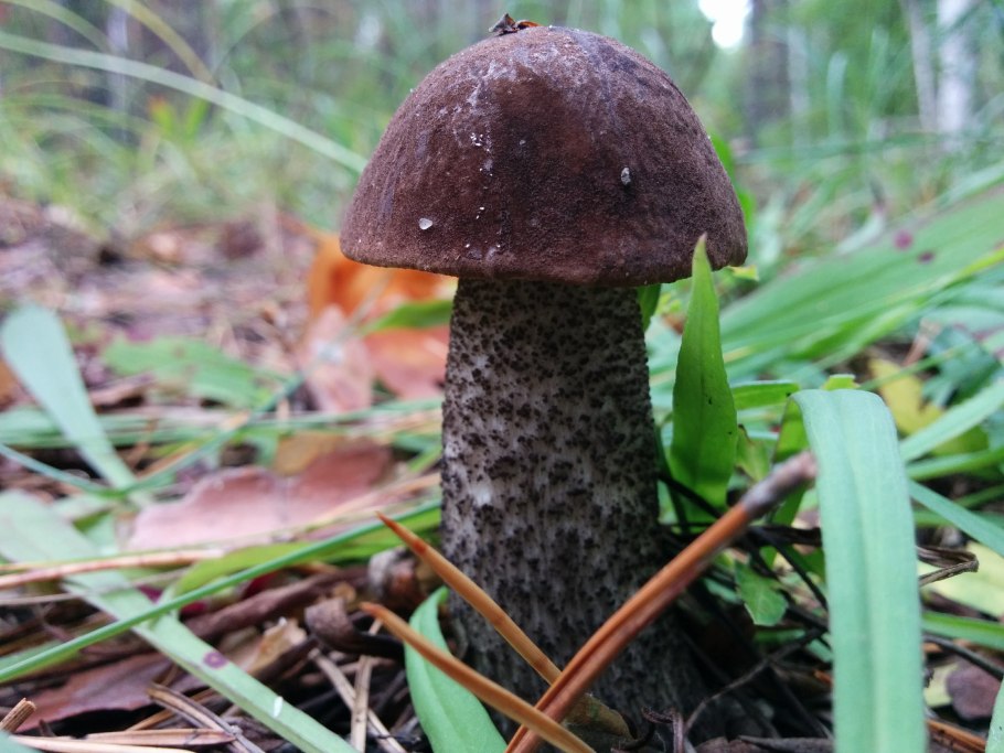 Паутинник слизистый Cortinarius mucosus