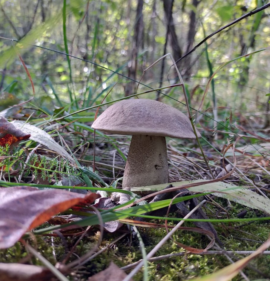 Подберезовик подосиновик Дубовик