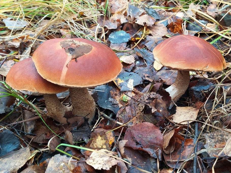 Красноголовики обабки