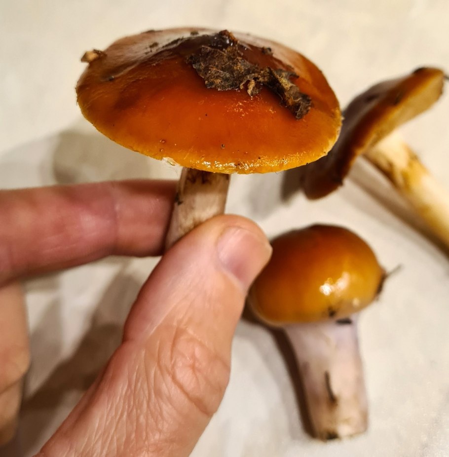 Orange-cap Boletus