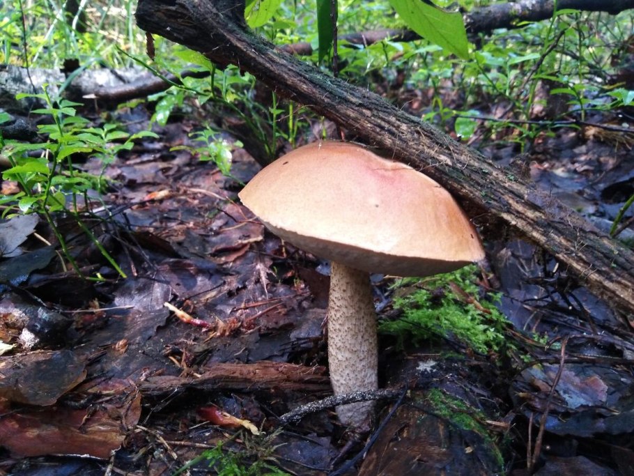 Грибы в Арзамасе в контакте