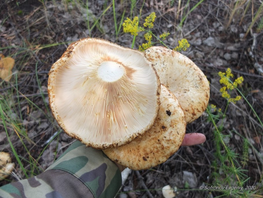 Грузди Воронежская область