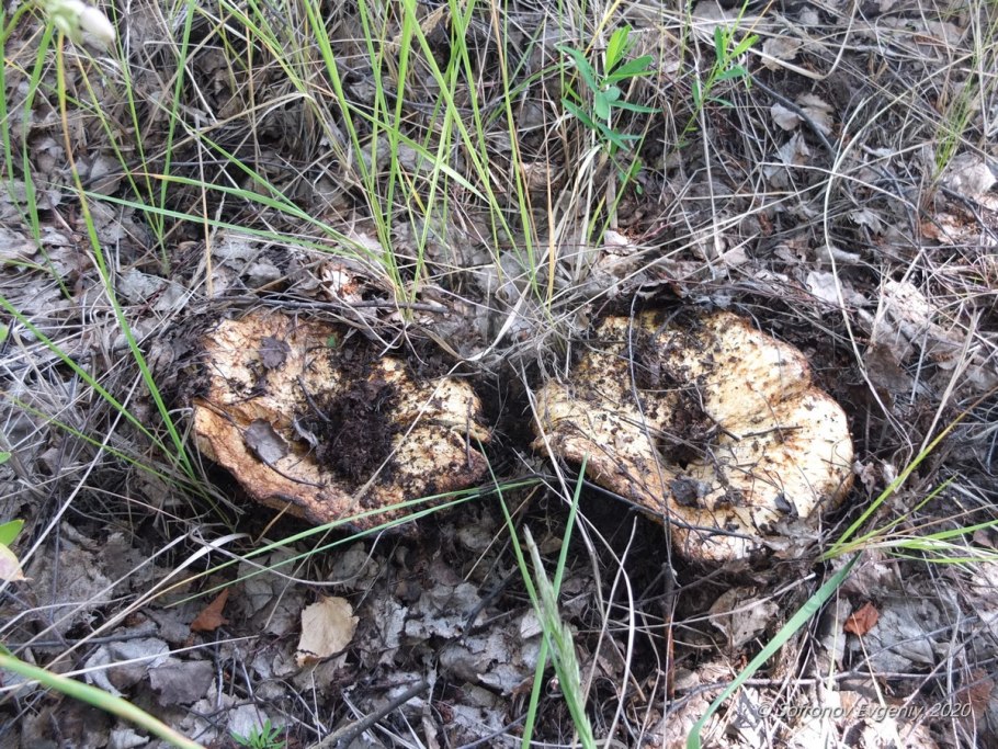 Скрипица . Подгруздок белый