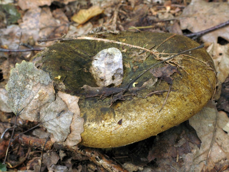 Russula Delica (подгруздок белый)