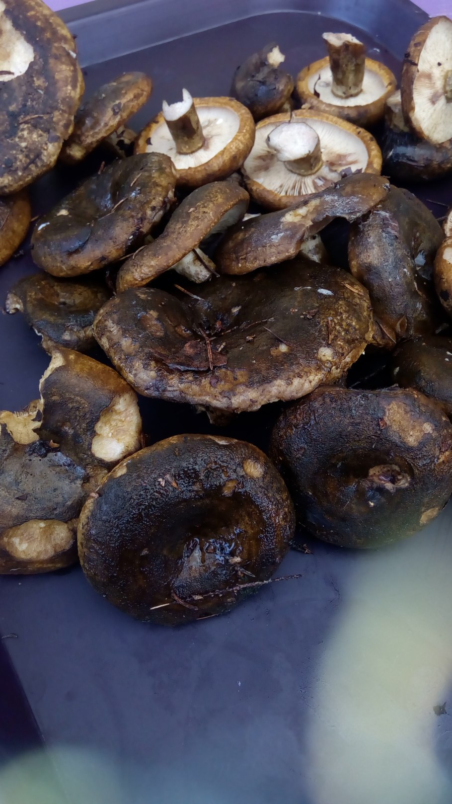 Правский груздь