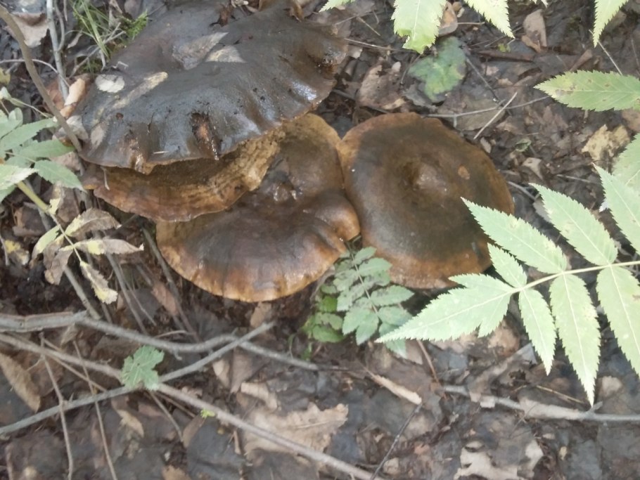 Чёрный груздь фото ложный