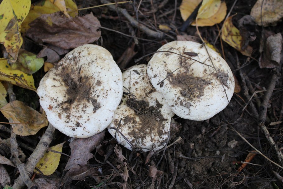 Ольховый груздь