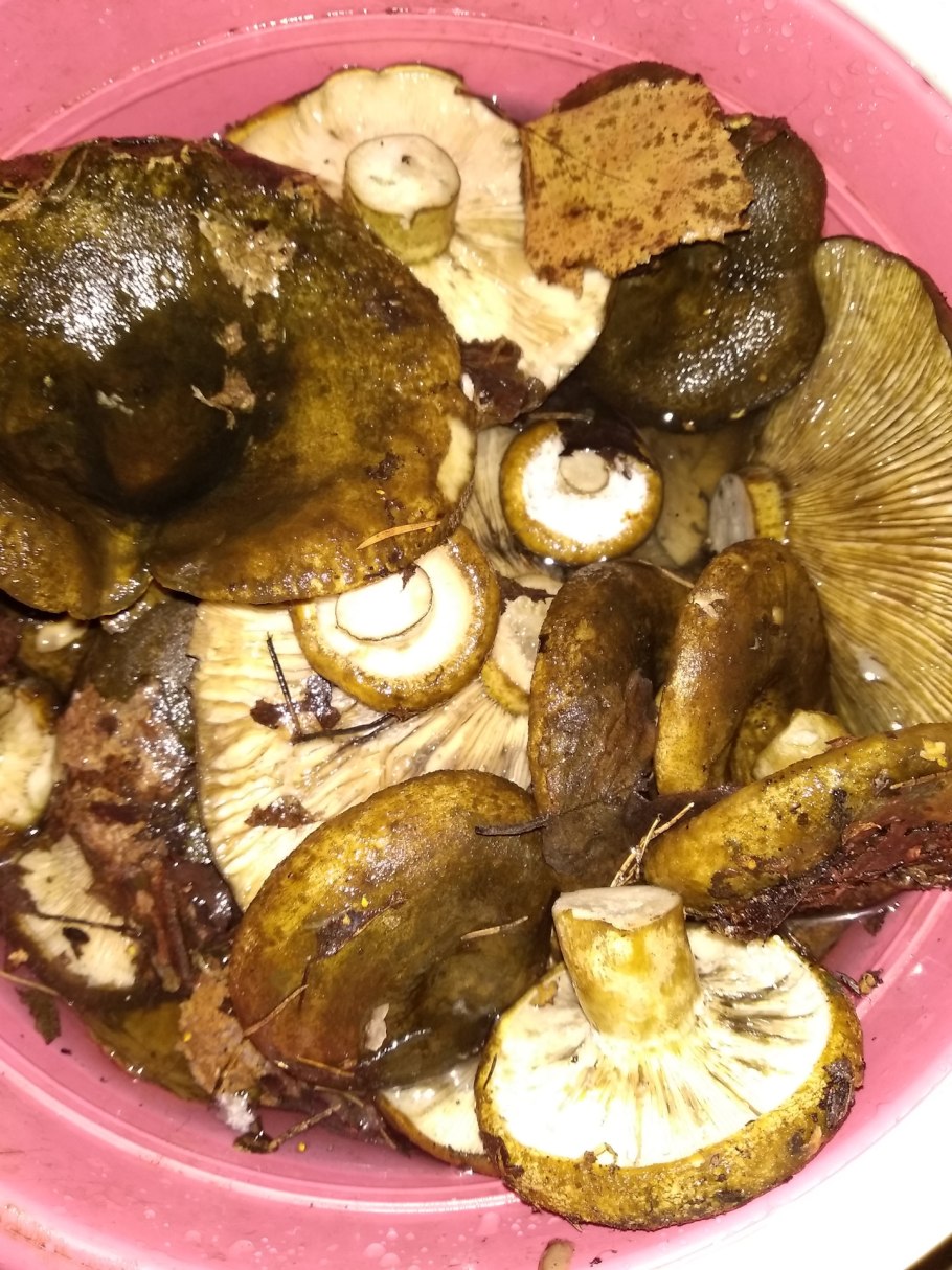 Боровой груздь