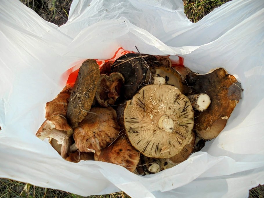 Lactarius aquizonatus