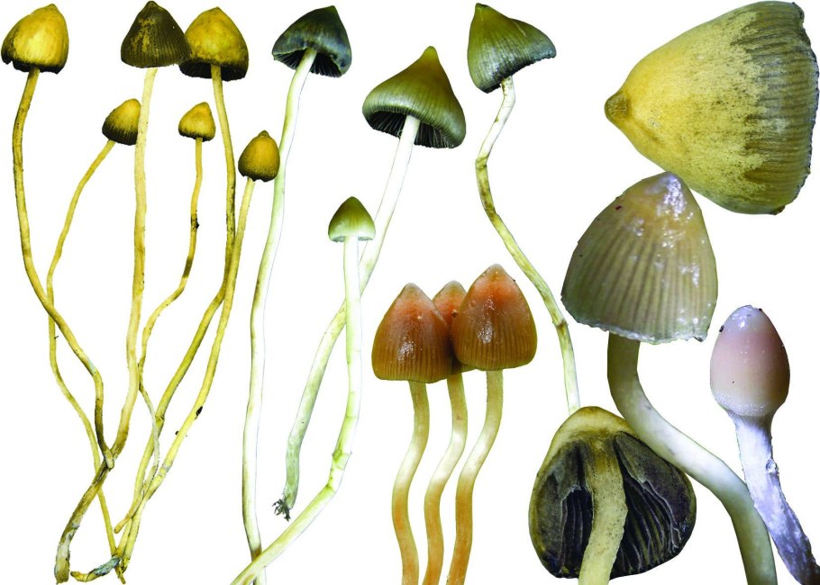 Гриб псилоцибе полуланцетовидная