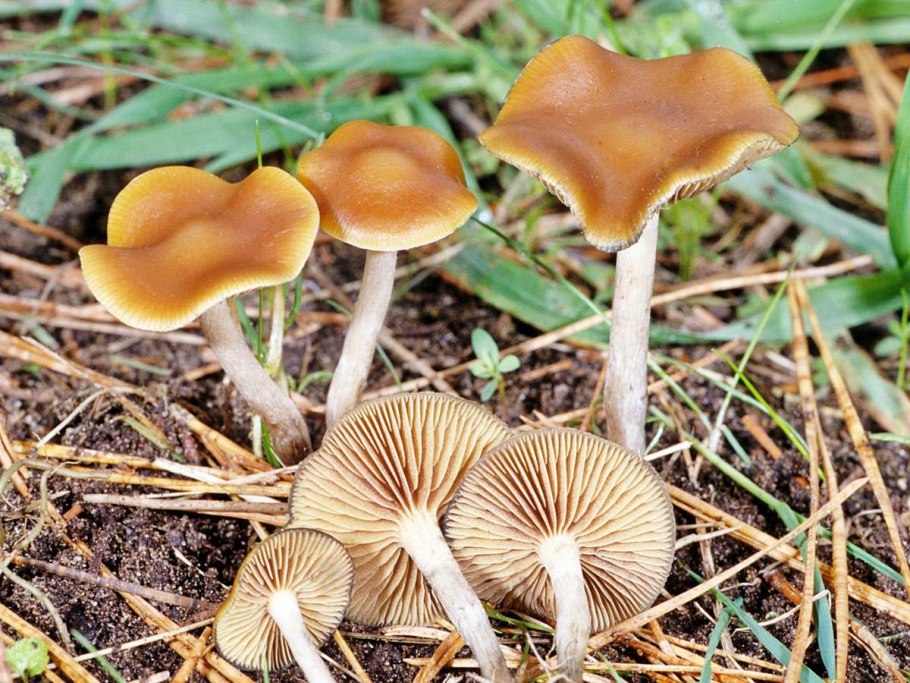 Псилоцибиновые(галлюциногенные) грибы