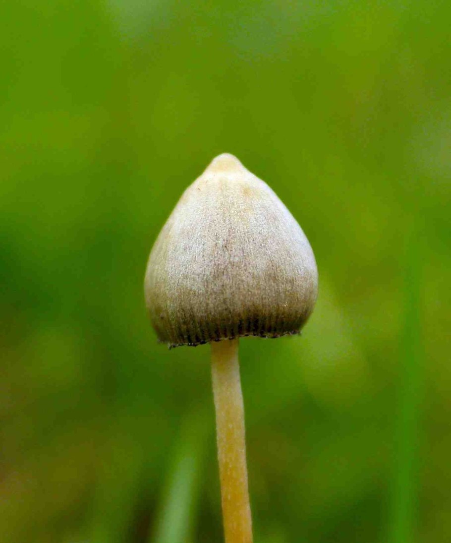 Psilocybe cyanescens гриб