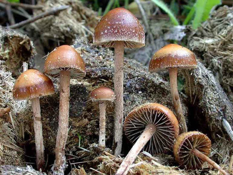 Грибы рода псилоцибе