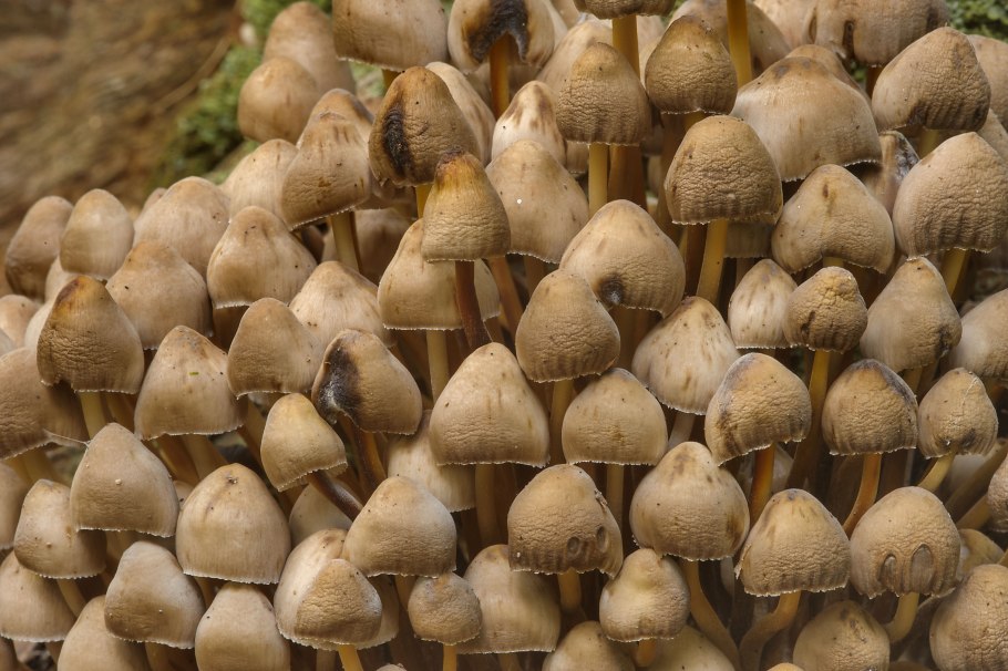 Псилоцибин ланцетовидный