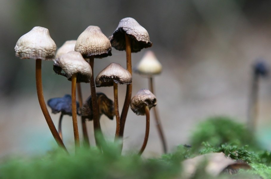 Псилоцибе Лесная Psilocybe