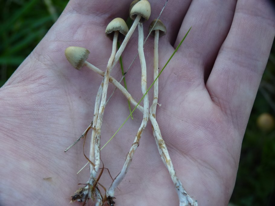 Psilocybe cyanescens