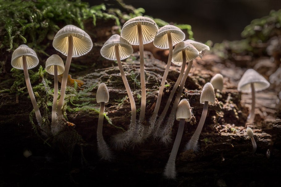 Псилоцибиновые(галлюциногенные) грибы