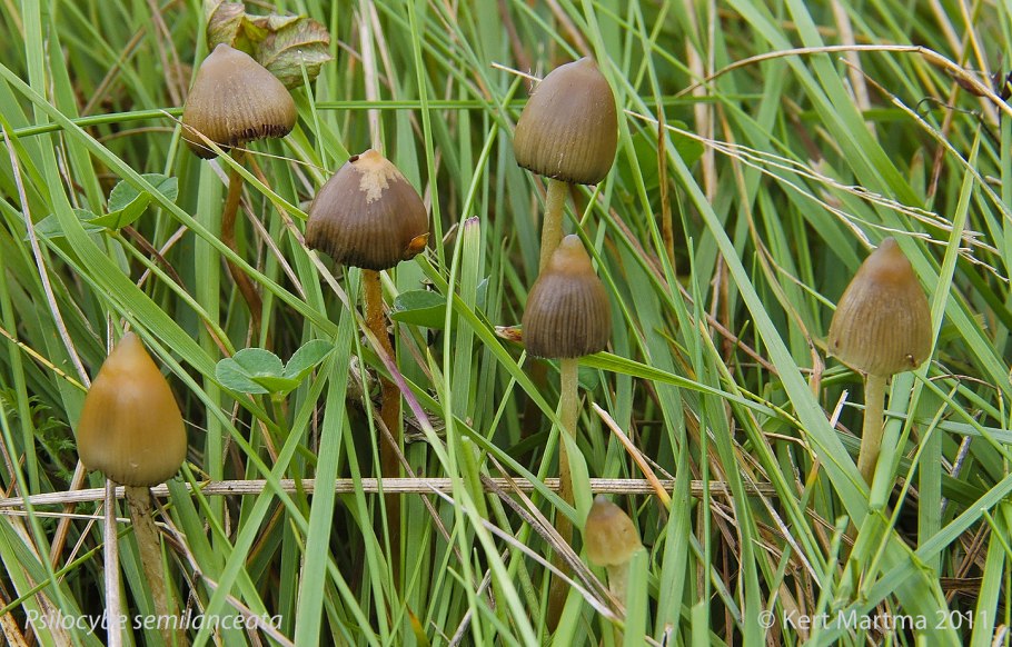 Грибы псилоцибин волшебные