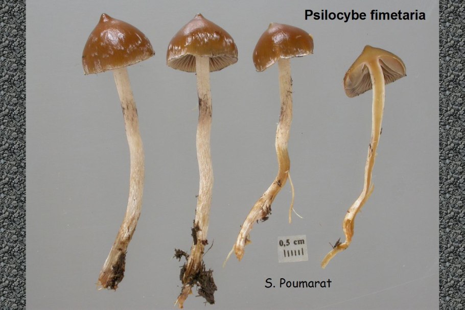 Psilocybe semilanceata ареал
