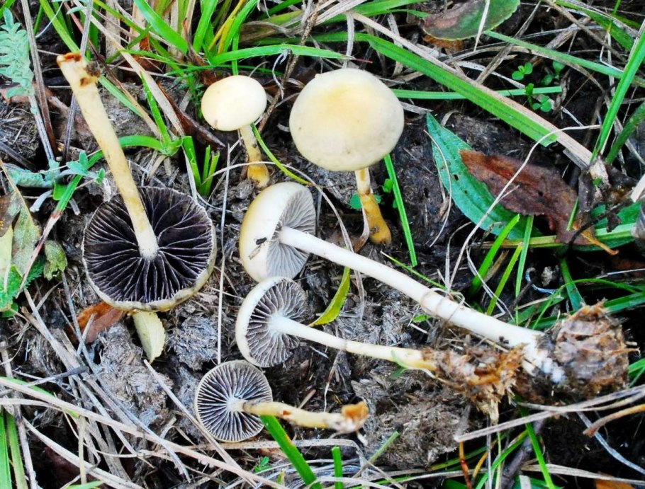 Строфария полушаровидная