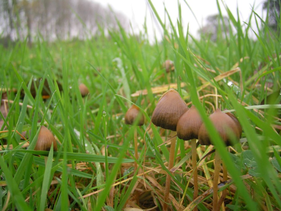 Psilocybe semilanceata