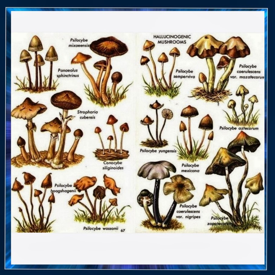 Psilocybe aztecorum