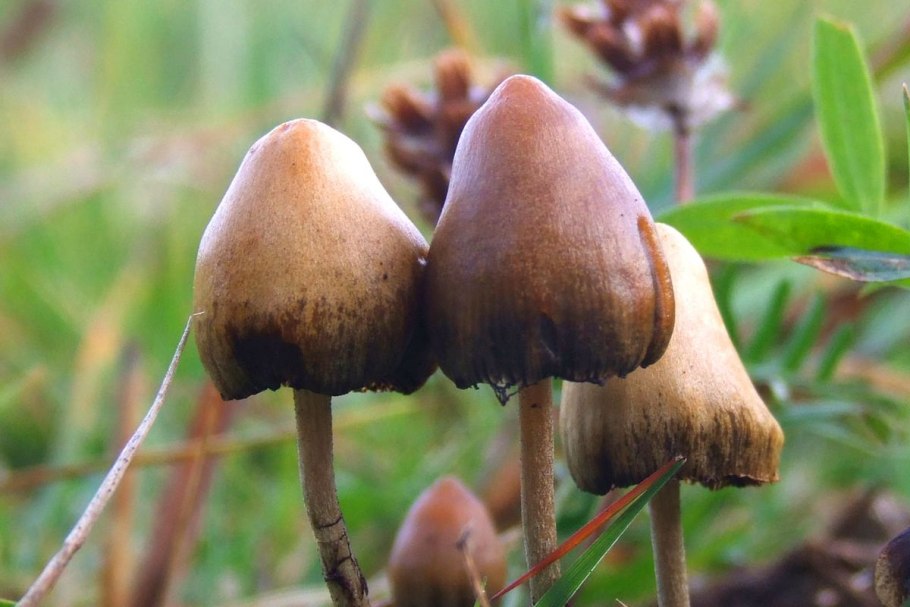 Грибы псилоцибы