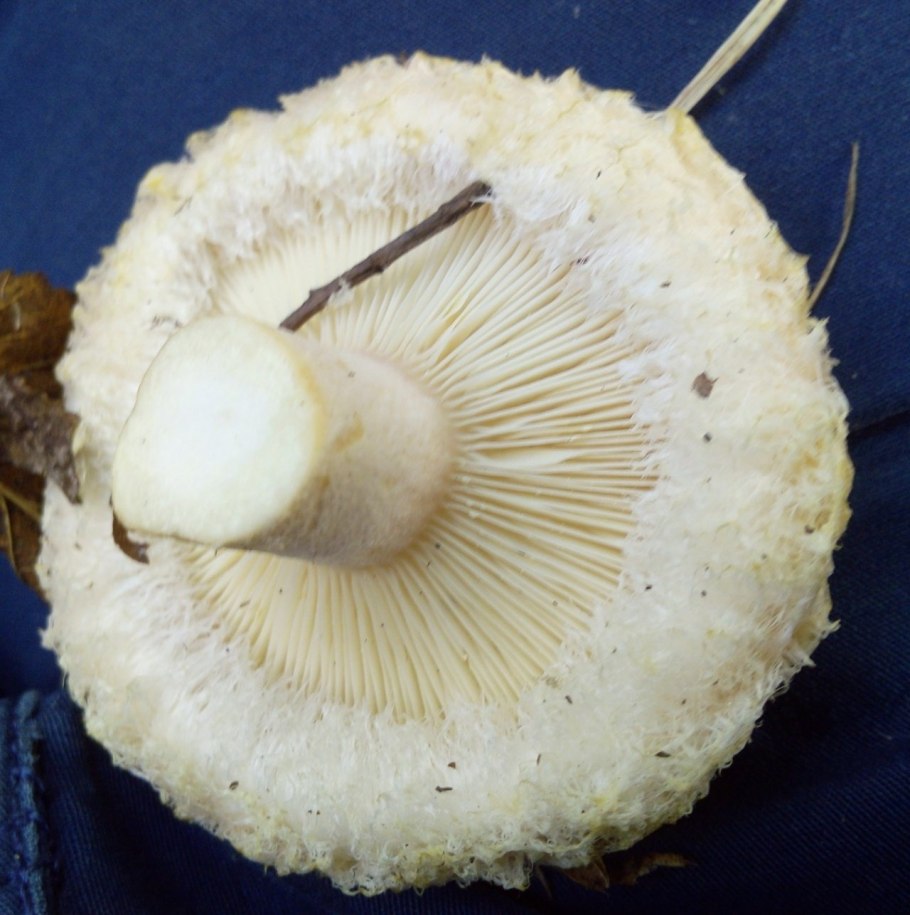 Гриб волнушка белая