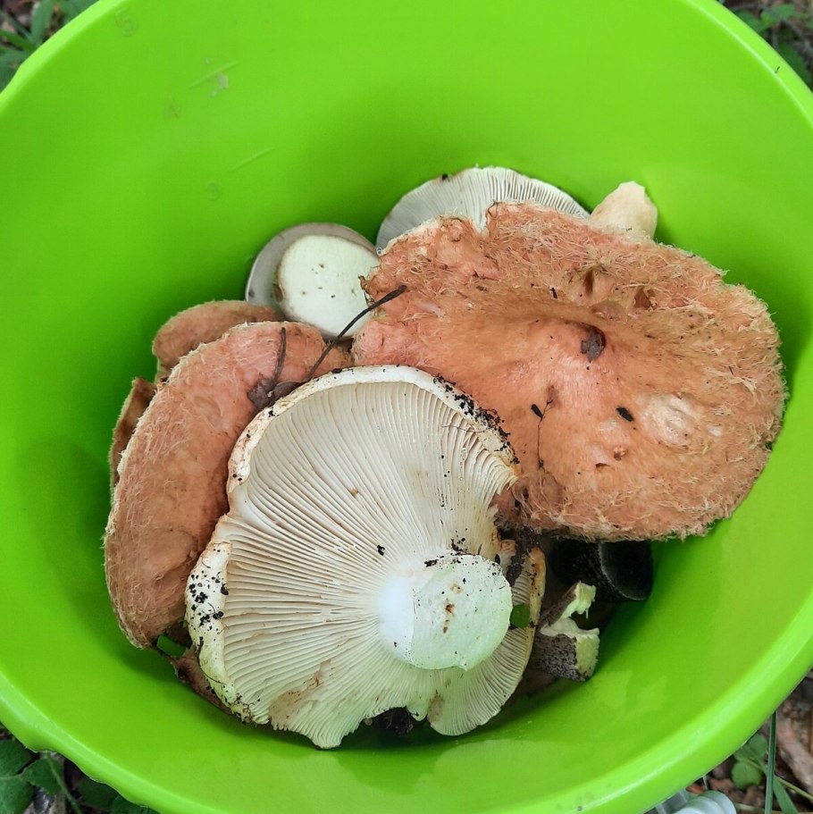 Волнушка белая Lactarius pubescens