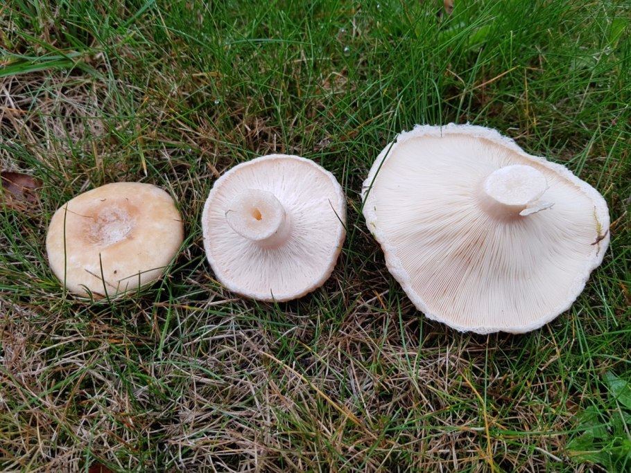 Волнушка белая Белянка