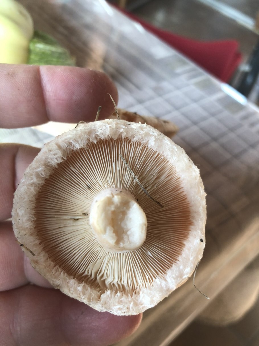 Волнушка белая