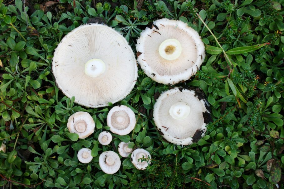 Волнушка белая Белянка