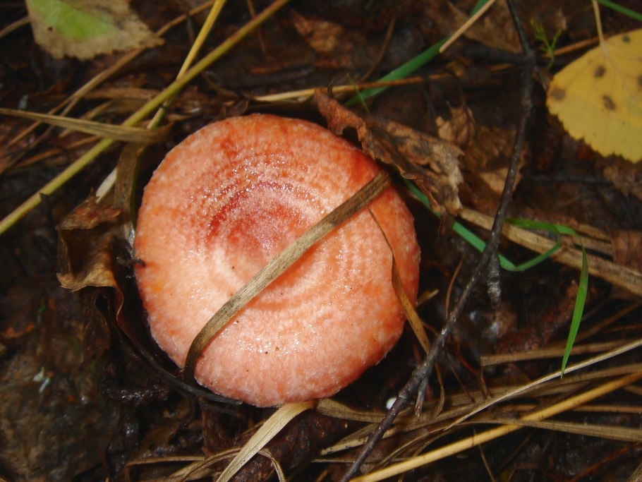 Гриб волнушка розовая