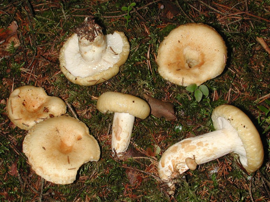 Lactarius pubescens