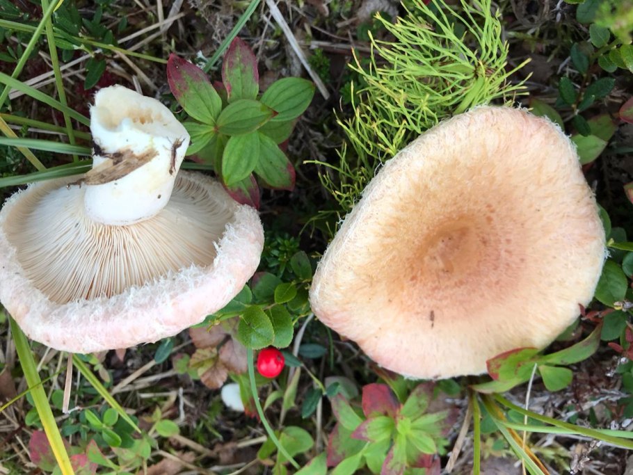 Lactarius torminosus – волнушка
